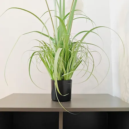 Corner View 1 Apartment Iz-Zlielaq